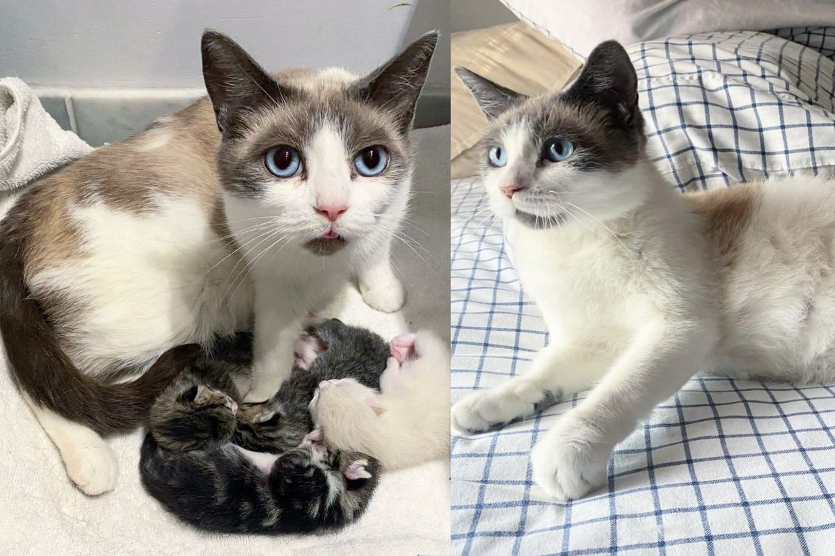 They Take In a Cat Who Showed Up in a Yard, Only to Find She Came with Kittens Too
