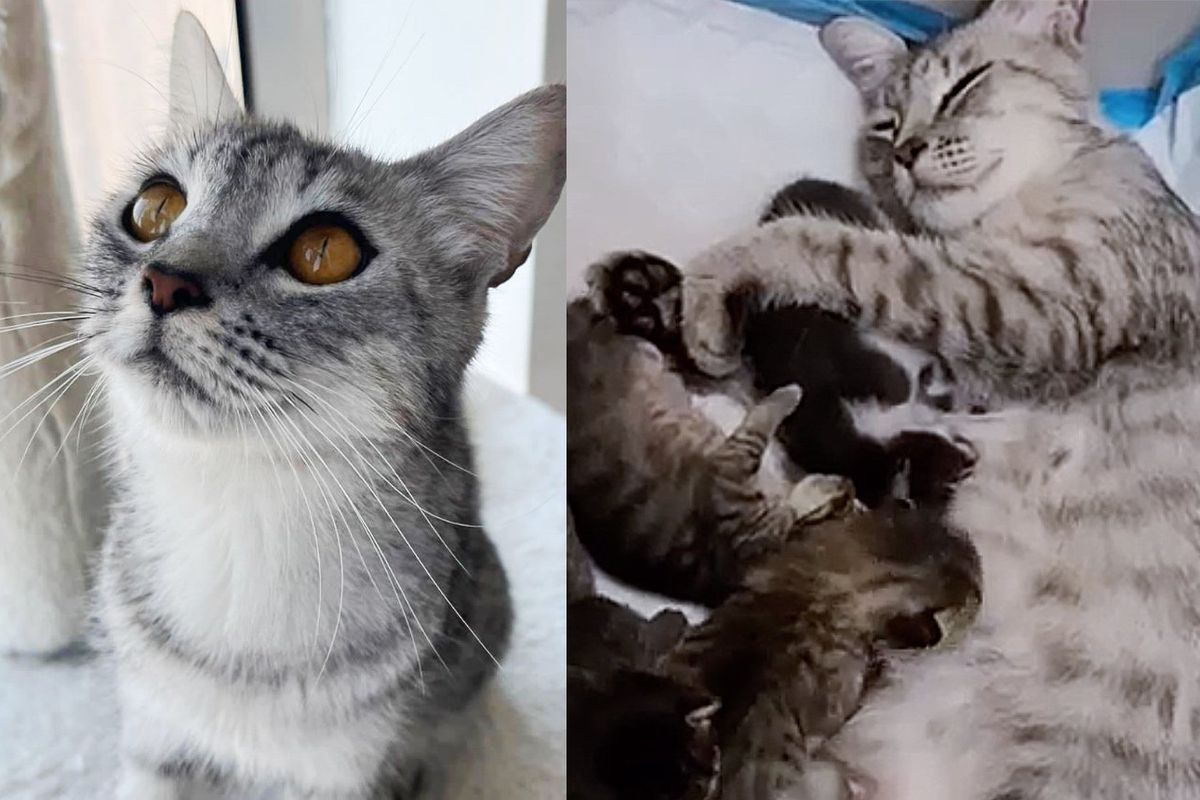 Cat Runs Up to Guy Trailing Him Home, Shortly After He Finds Tiny Kittens in His House