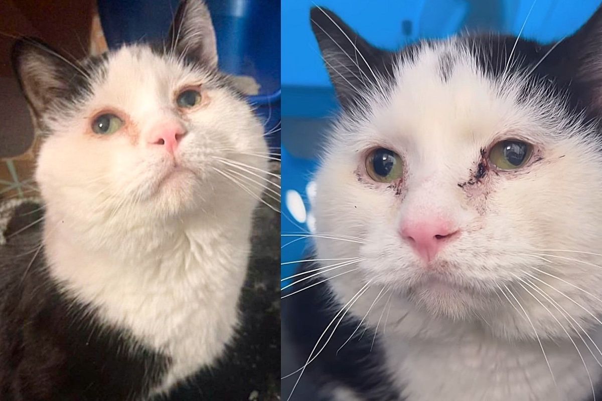 Cat 'Handstand Walks' All His Life, is So Glad to Be Safe and Lives for Endless Affection