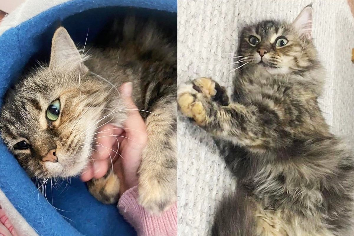 Cat Taken Out of Kennel with Kittens and Given Safe Place, She Truly Transformed with a Few Months of Change