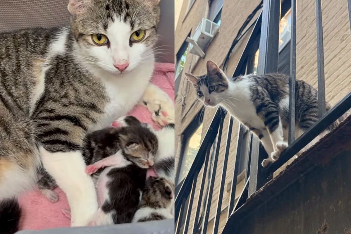 Cat Follows Residents Around the Block Until Help Arrives, Before Long She Has Several Kittens by Her Side