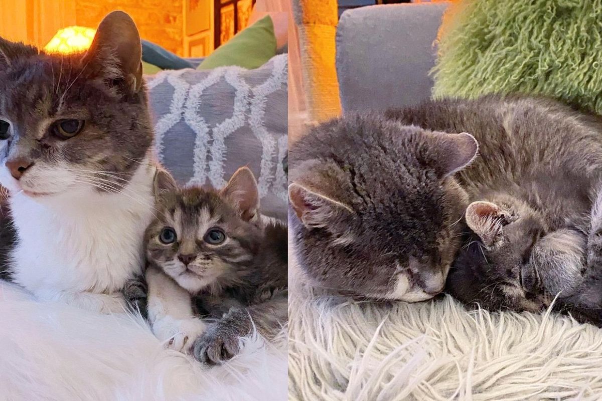 Kitten Spent 6 Weeks Fighting to Live, then Met a Cat Who Made Him Feel Warm and Adored this Holiday Season