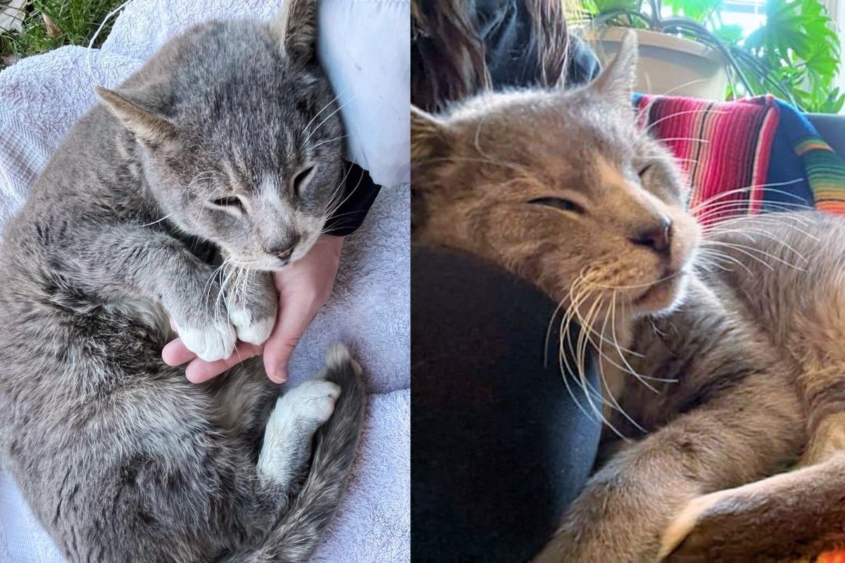 Stray Cat Leans into Person and Steals Her Heart After Trying to Keep Warm with Whatever He Can Find