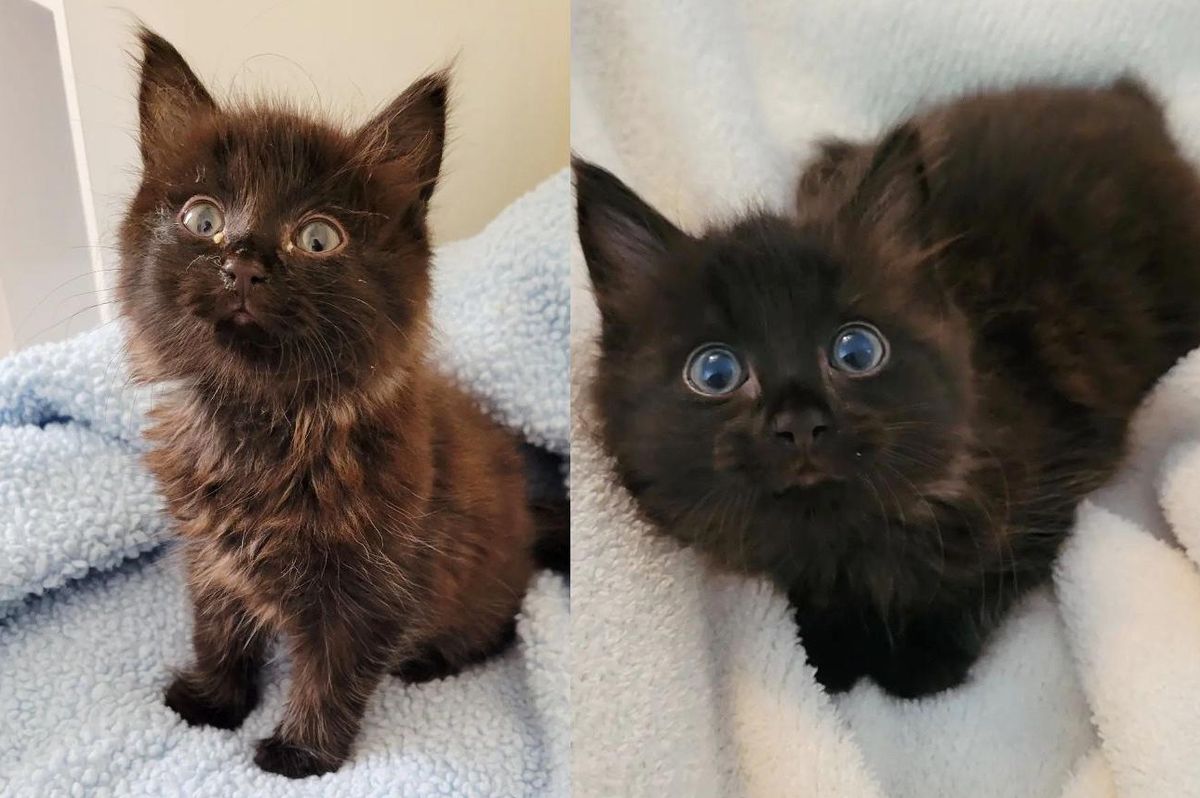 Feral Kitten Flourishes into Happy Couch Cat When She Finds Someone to Trust