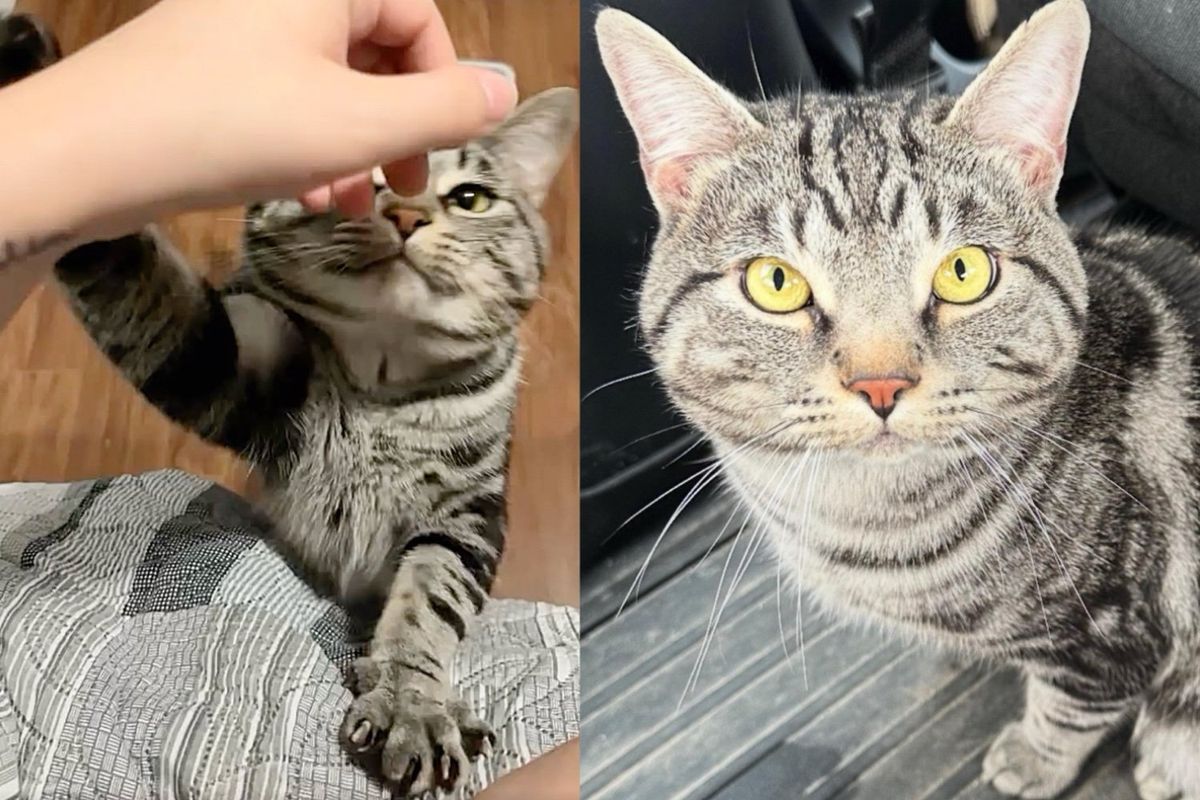Shelter Cat Reaches for Woman Who's There to Drop off a Few Things, Turns Out It Was Meant to Be