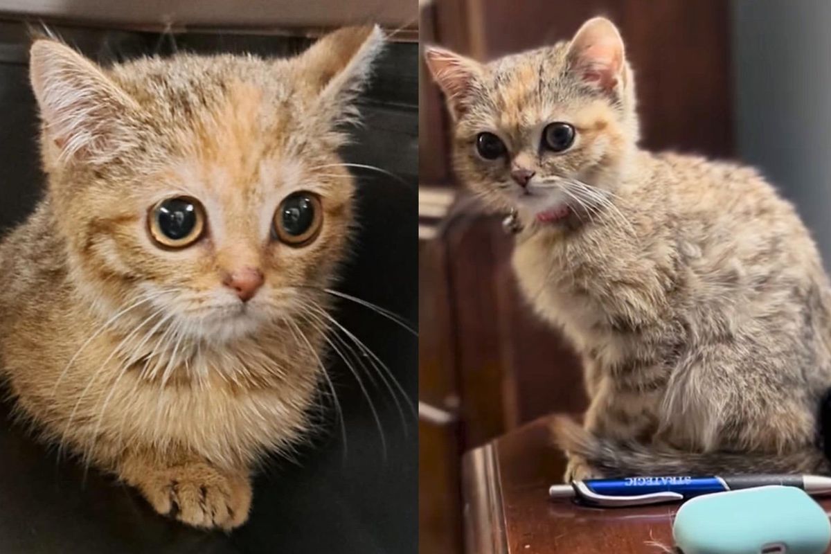 Cat Thought to Be a 7-Week-Old Kitten When Found Along the Road but Turns Out She's Much Older