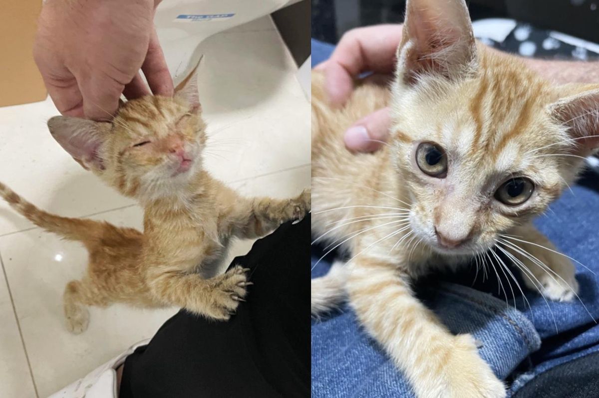 Man Finds a Kitten Inside a Bus but Doesn't Know the Kitten is About to Change His Life