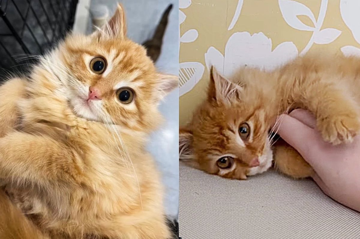 Kitten Running Away from Rescuers for 20 Days Finally Moves Indoors, Within 24 Hours, Everything Changes