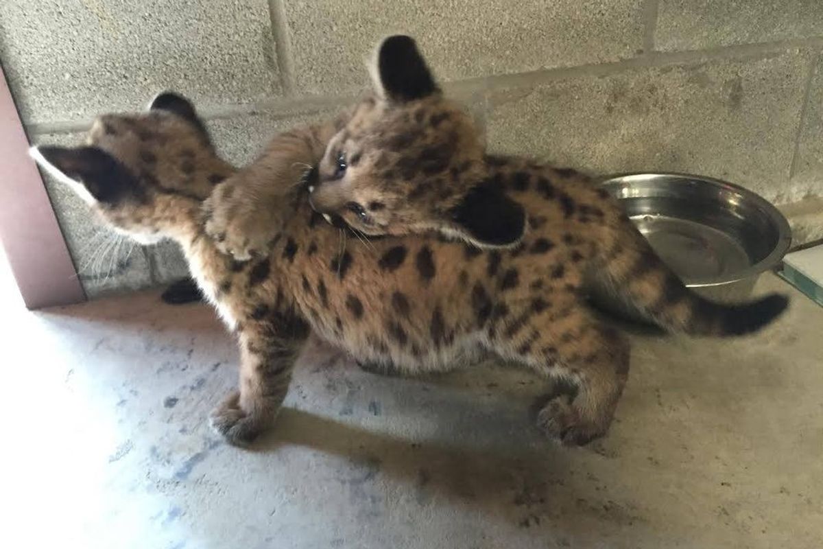 Rescue Wildcat Cub Bonds with Three Other Orphaned Cubs Like Family