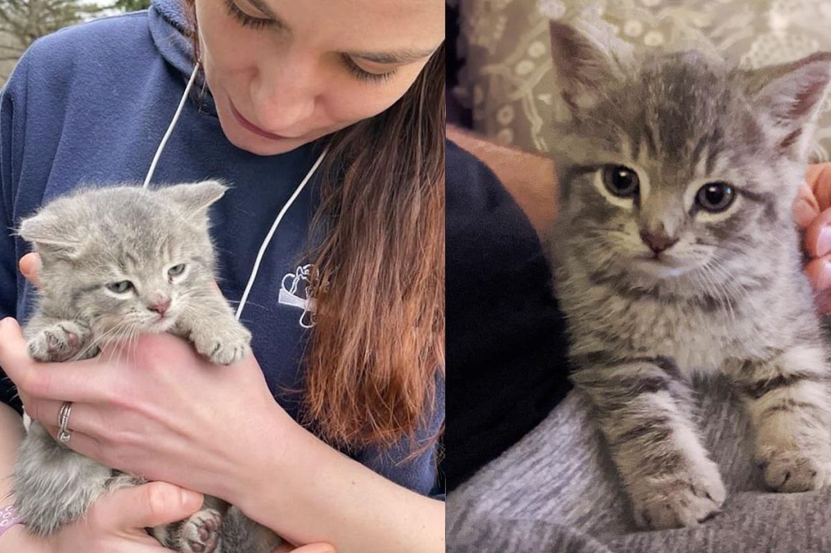 Kitten Sitting in the Middle of the Road 'Waiting' for the Right Person to Come Scoop Him Up