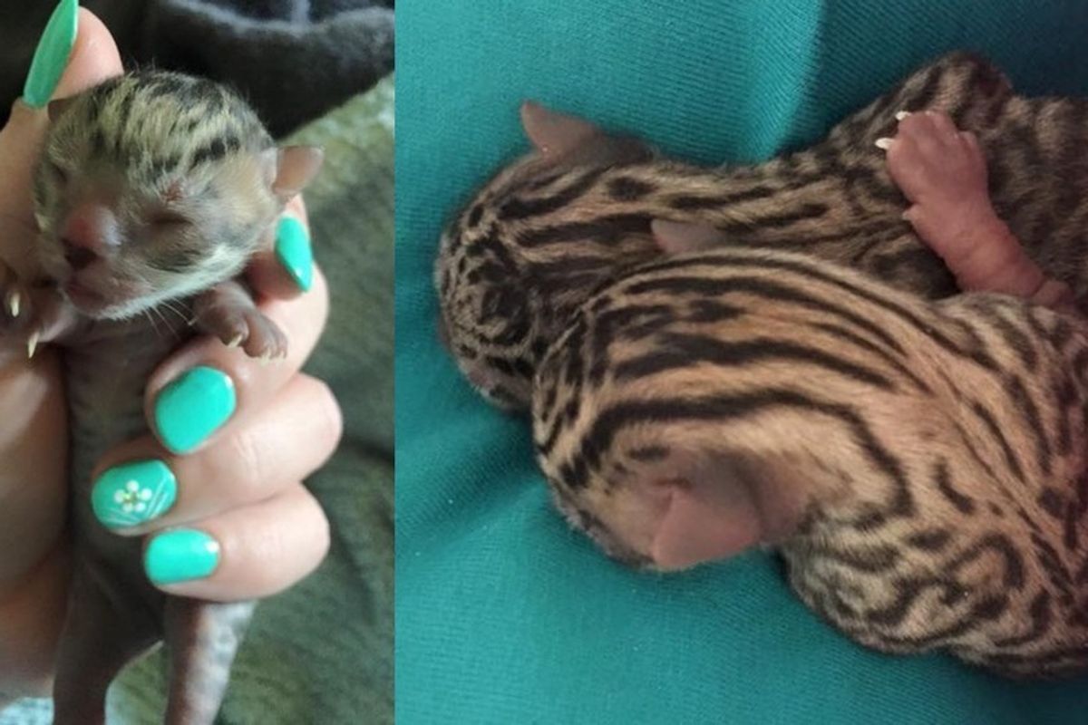 Orphaned Kittens Found in a Barn with Very Unusual Markings