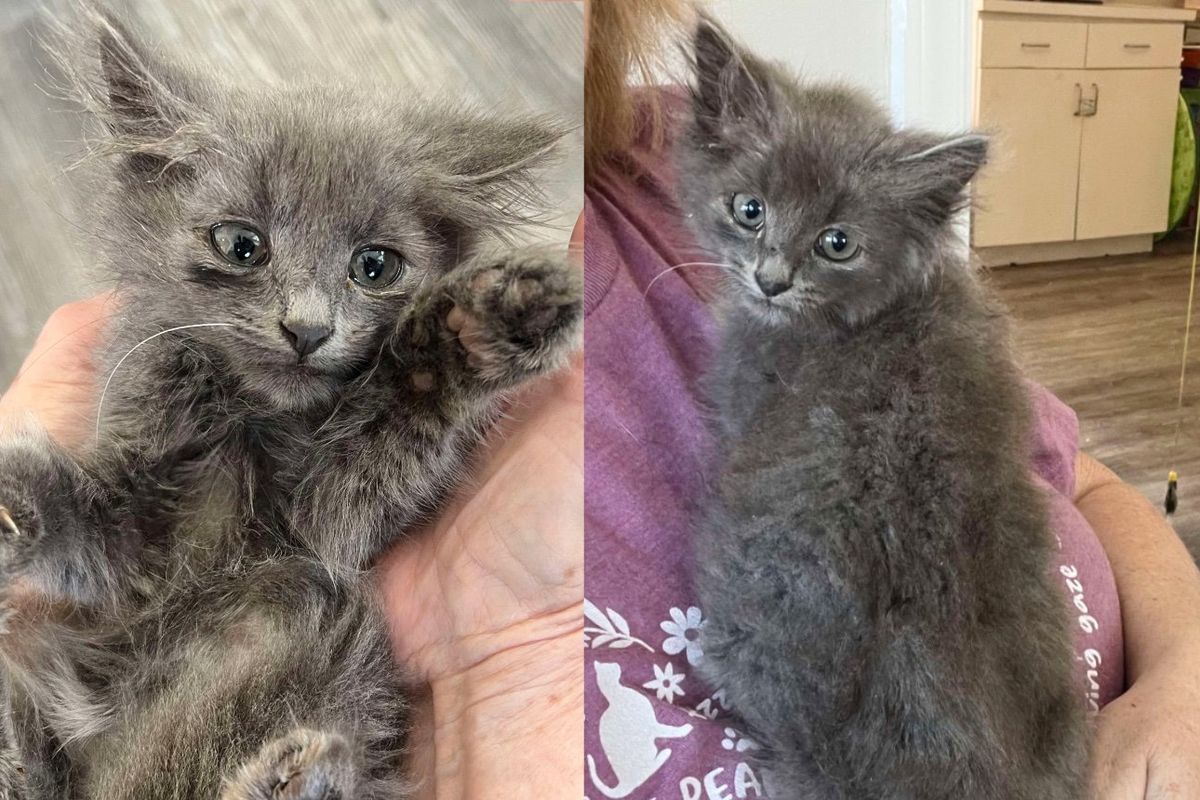 Neighbor Saw Gray Kitten in the Corner of Flower Garden, Once Brought Inside, He Made the Cutest Demands