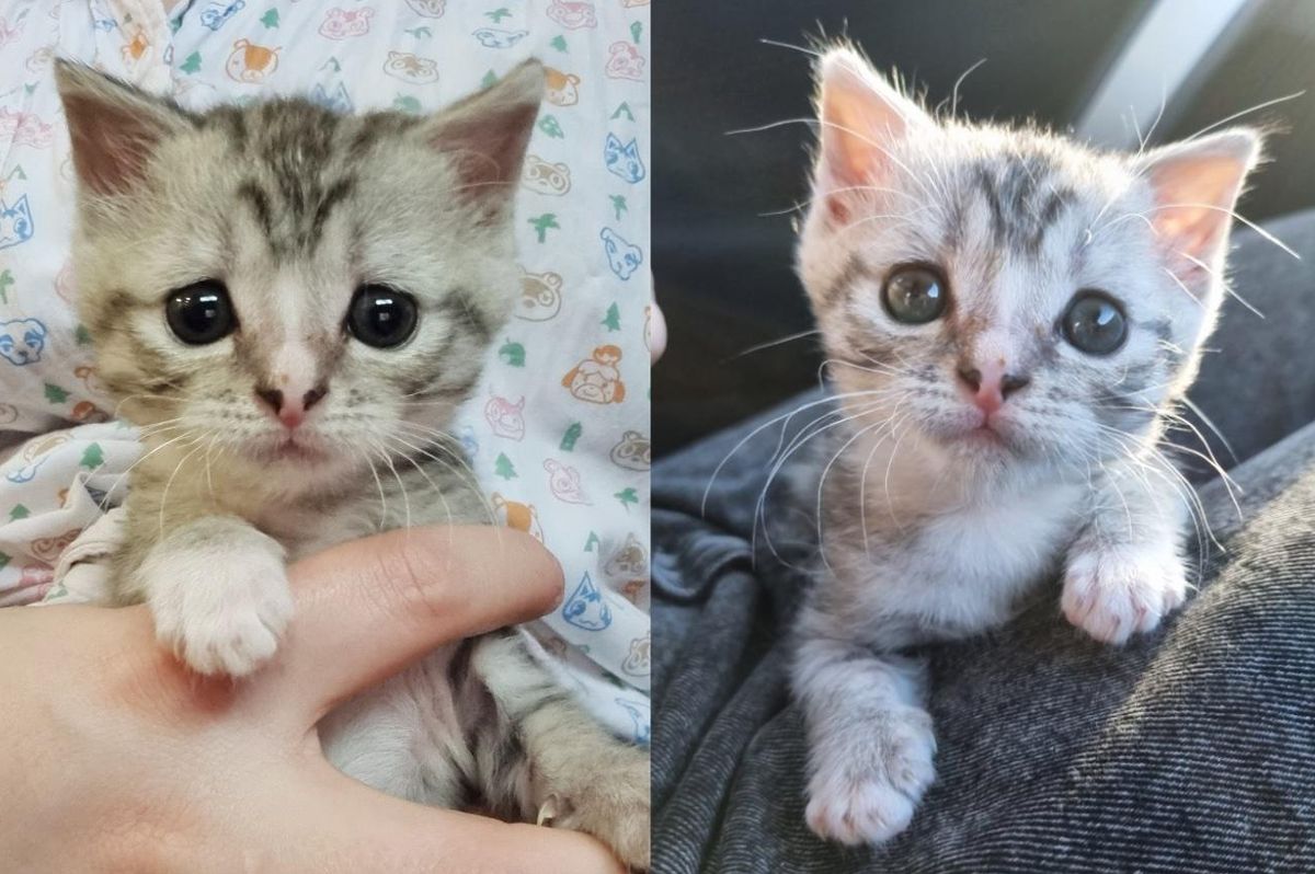 Kitten Pulls Through Every Challenge as an Orphan and is Raised to be a Major Hugger