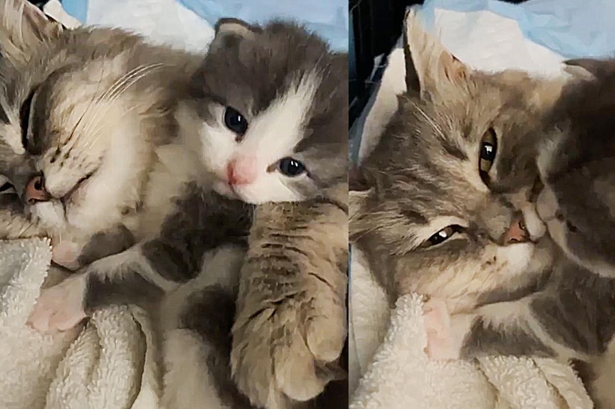 Cat Gets Herself into a Carrier Just Days Before She Has Her Kittens