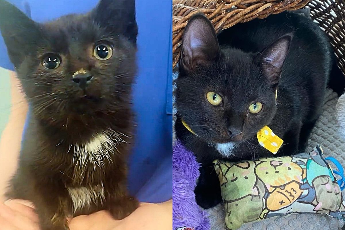 They Helped a Kitten with a 'Locked Jaw' and Transformed the Young Cat's Life in the Best Way Possible