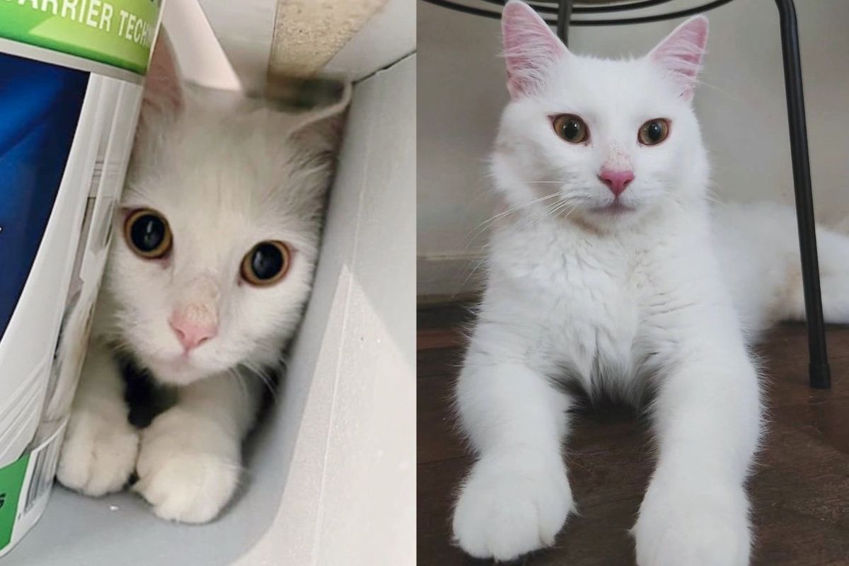Cat Shows Up at a House Looking for Food, They Realize She's Deaf with a Heart of Gold
