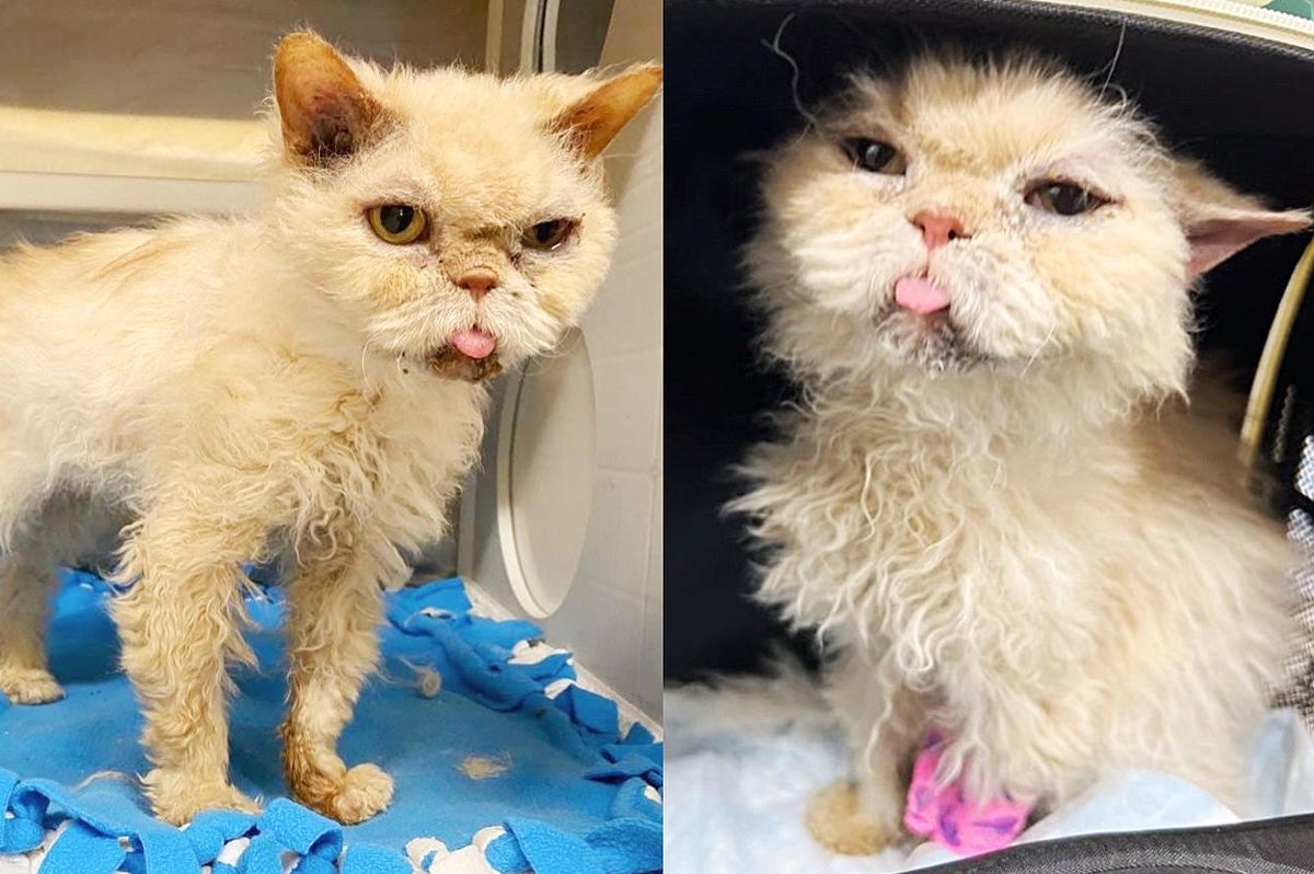 Cat is All Snuggles and Purrs for Being Indoors Again After Living Outside for Quite Some Time