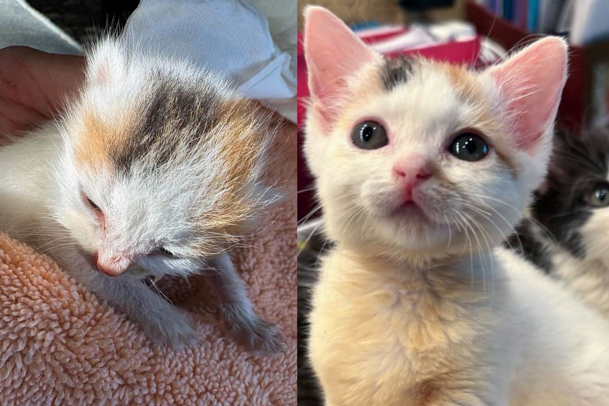 They Find Four Kittens Born Between Fences and Give the Smallest Cat the Extra Help She Needs