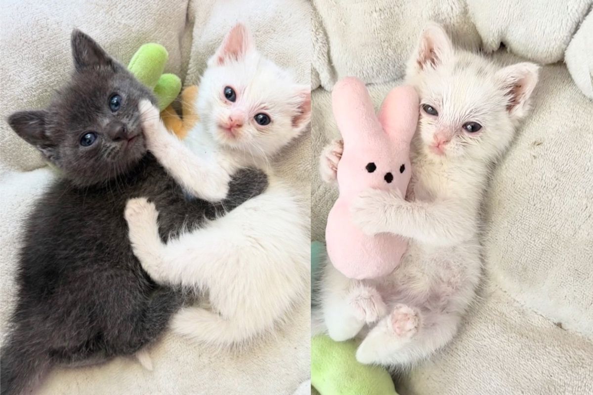 They Take in Kittens Needing Help and Watch the Young Cats Bond in Ways that Charm Everyone