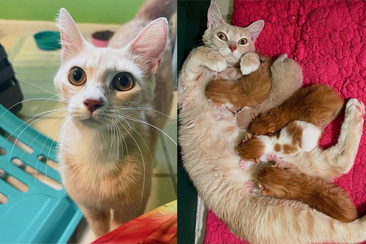 Cat Arrives at Doorstep, Starts Delivering Kittens, Minutes After Being Inside, Her True Self Comes to Life