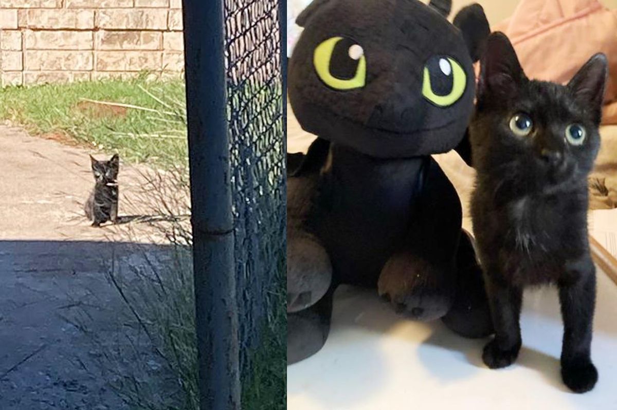 Kitten Who Is Done with Outdoor Life, Decides to Sit on the Driveway of a Home Until She is Taken in