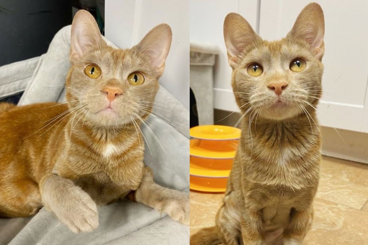 Cat Just Skin and Bones Walks Up to People Asking for Help, in a Month She Makes Incredible Transformation