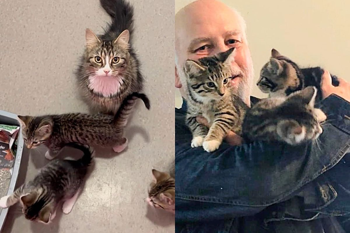 They Thought They Would Adopt a Cat and One of Her Kittens but Walked Out with Sweetest Outcome Possible