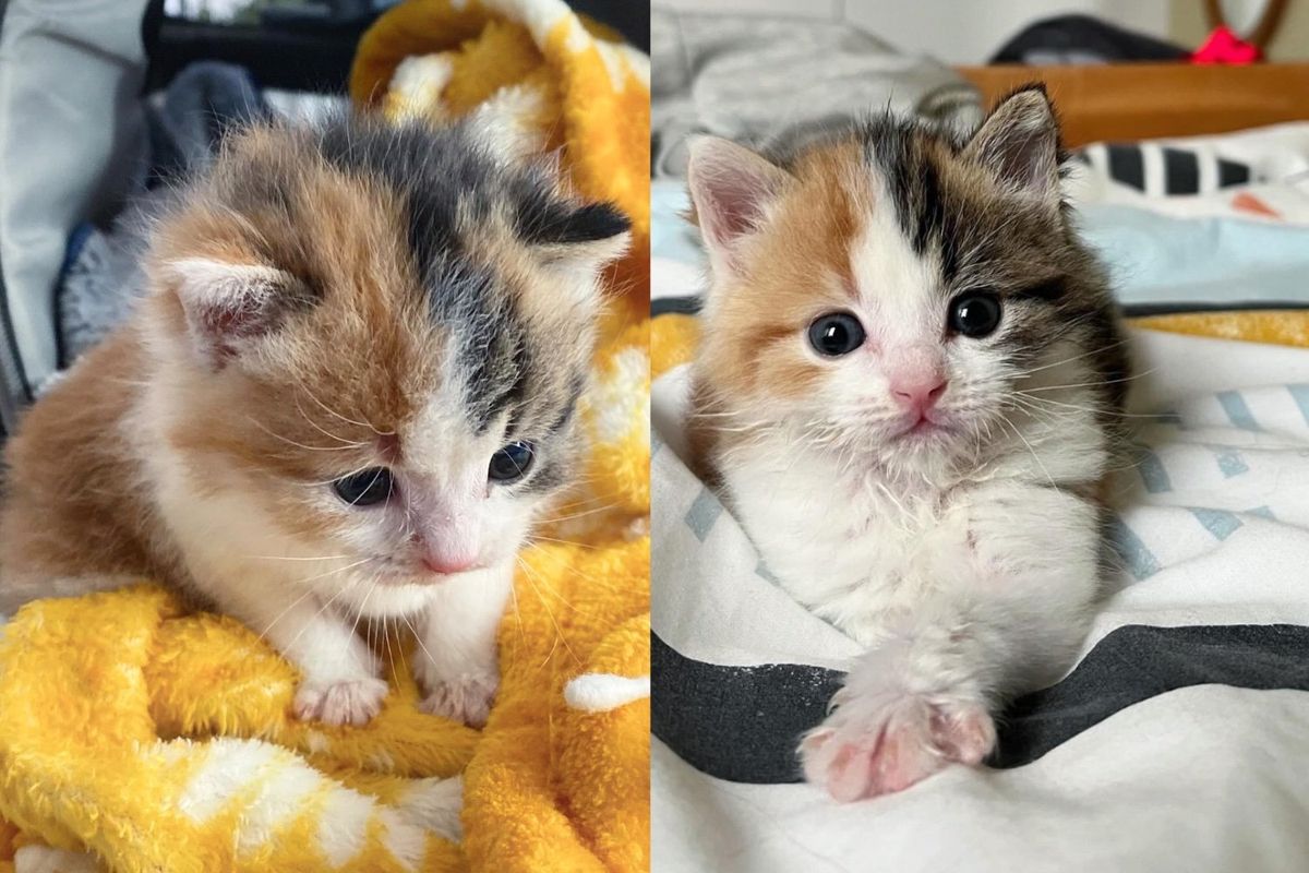They Took in Kitten Found Under Neighbor's Balcony and Watched Her Turn a Corner and Blossom