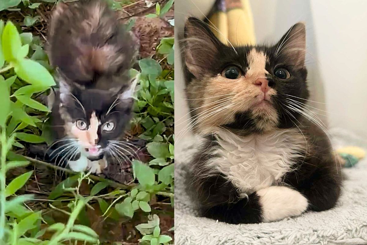 Woman Sees Kitten Emerge from the Bushes, Walking Up to Her, and Knows She Can't Leave Her Behind