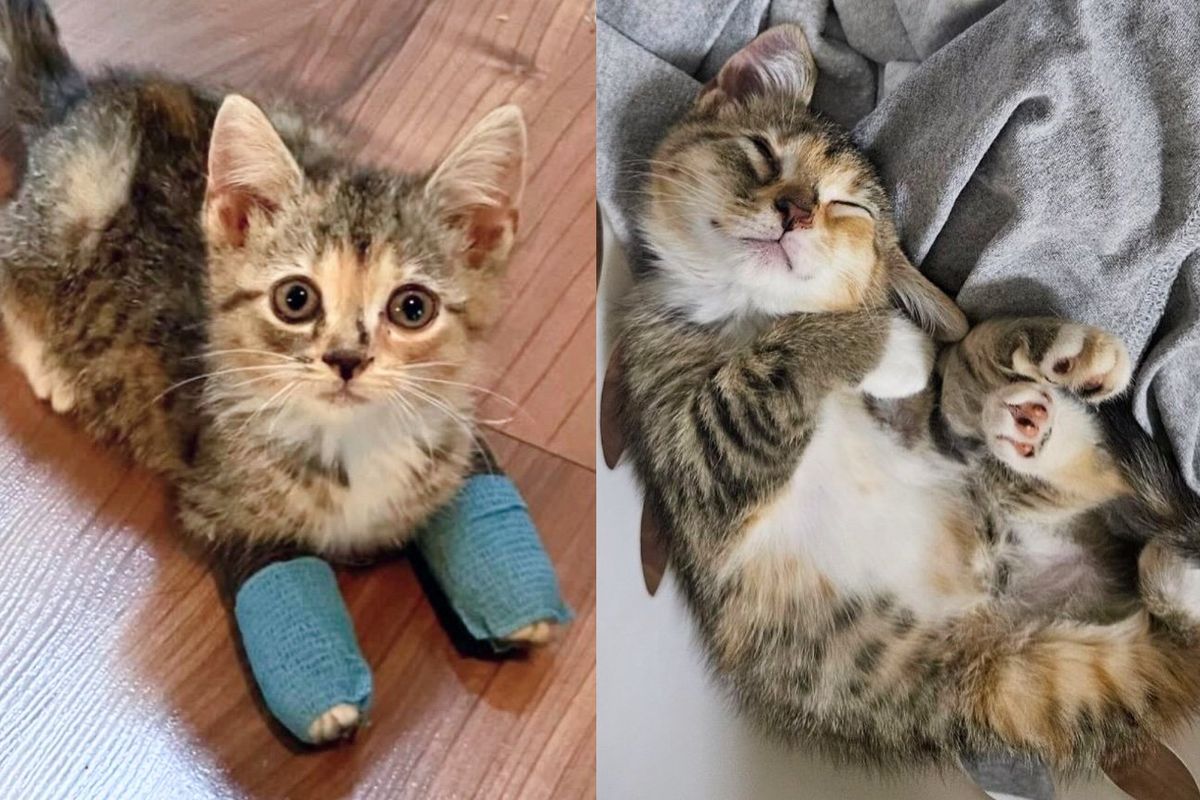 Tiny Kitten Seen on the Road Begging to Be Rescued Ends Up Having All Her Wishes Come True