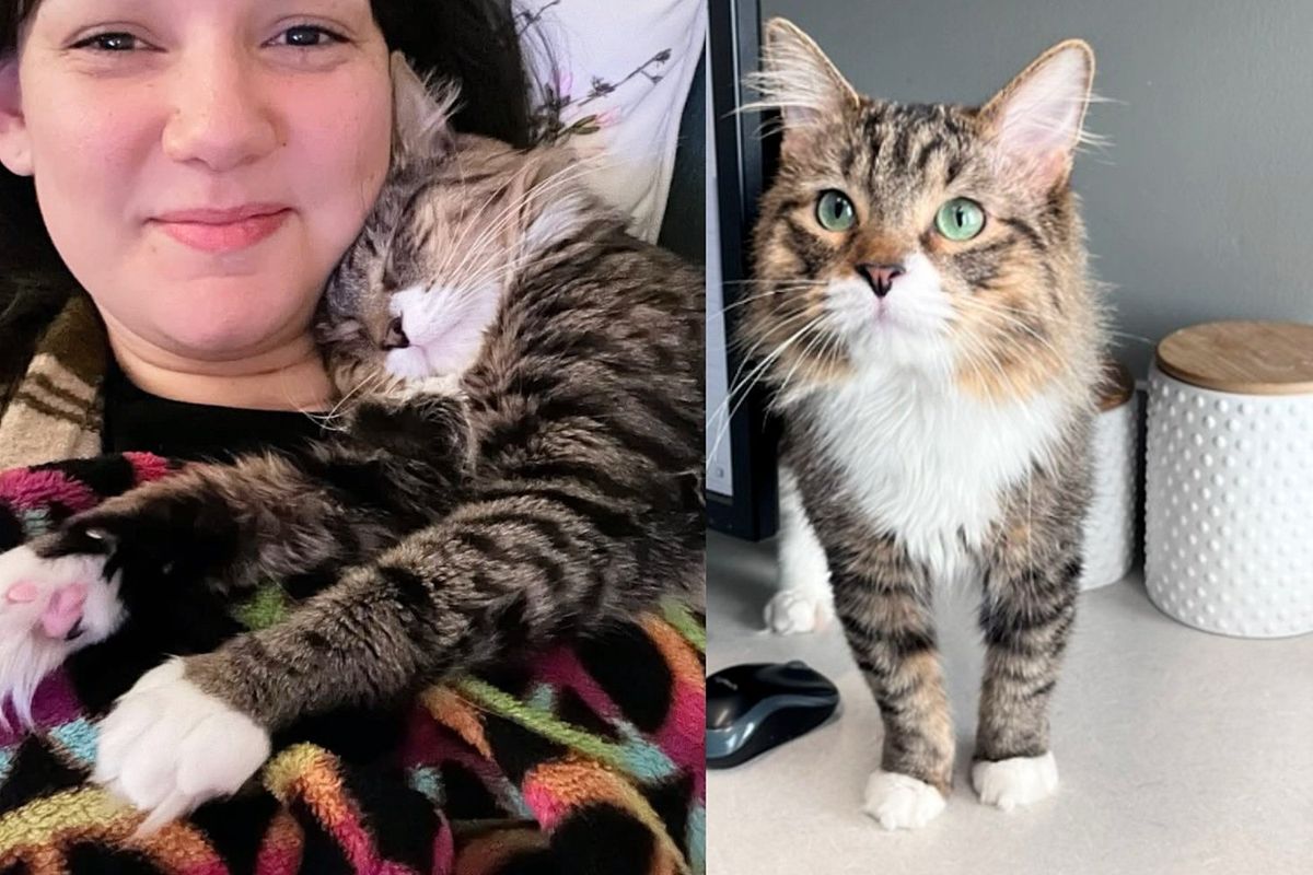 Woman Takes Shelter Cat into Her Care to Give Him Soft Landing, the Cat Decides He's Not Going Anywhere