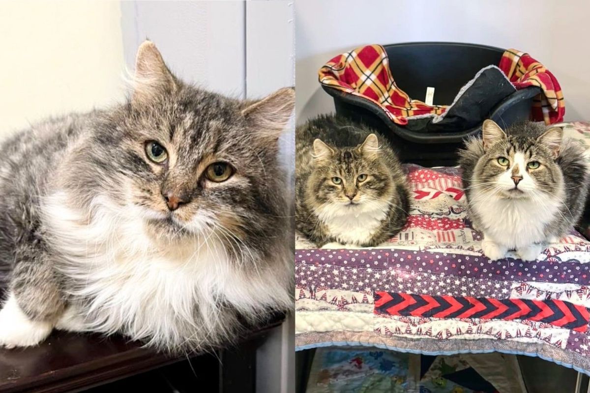 Quiet Cat Keeps to Himself Until He Meets 'Shelter Bully', They Form Unexpected Bond and Change Each Other