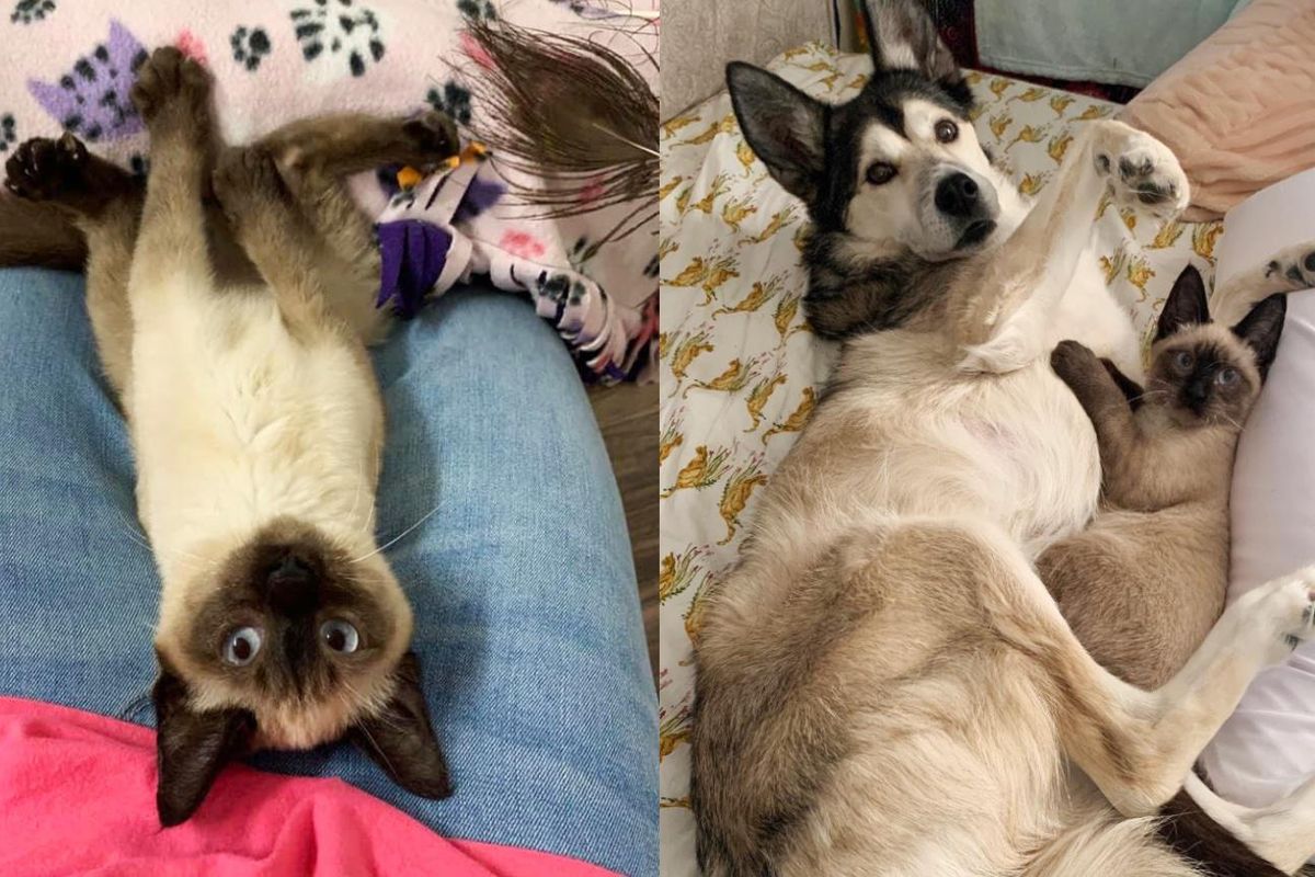 Kitten Stumbles Her Way into the Heart of Dog After Being Found Wobbling Outside