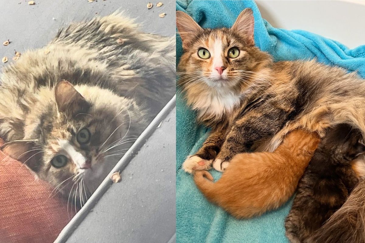 Cat Came Indoors After Hanging Around House, No One Knew She Had Kittens in Her Belly at the Time