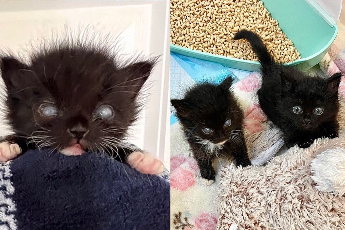 Two Kittens Seek Help Together, One of Them Appears Blind But Days Later They Discover He Can See