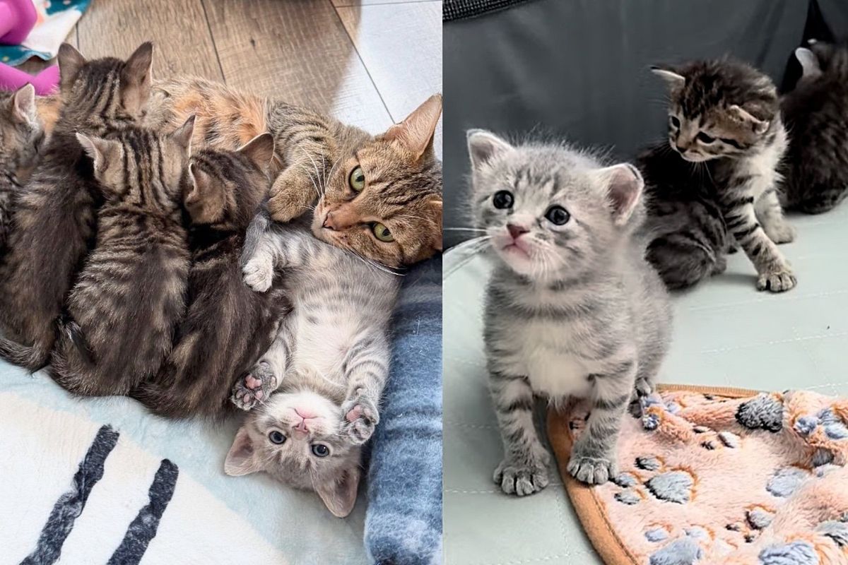 They Give a Community Cat and 5 Kittens a New Beginning, One of Them Quickly Steals the Spotlight