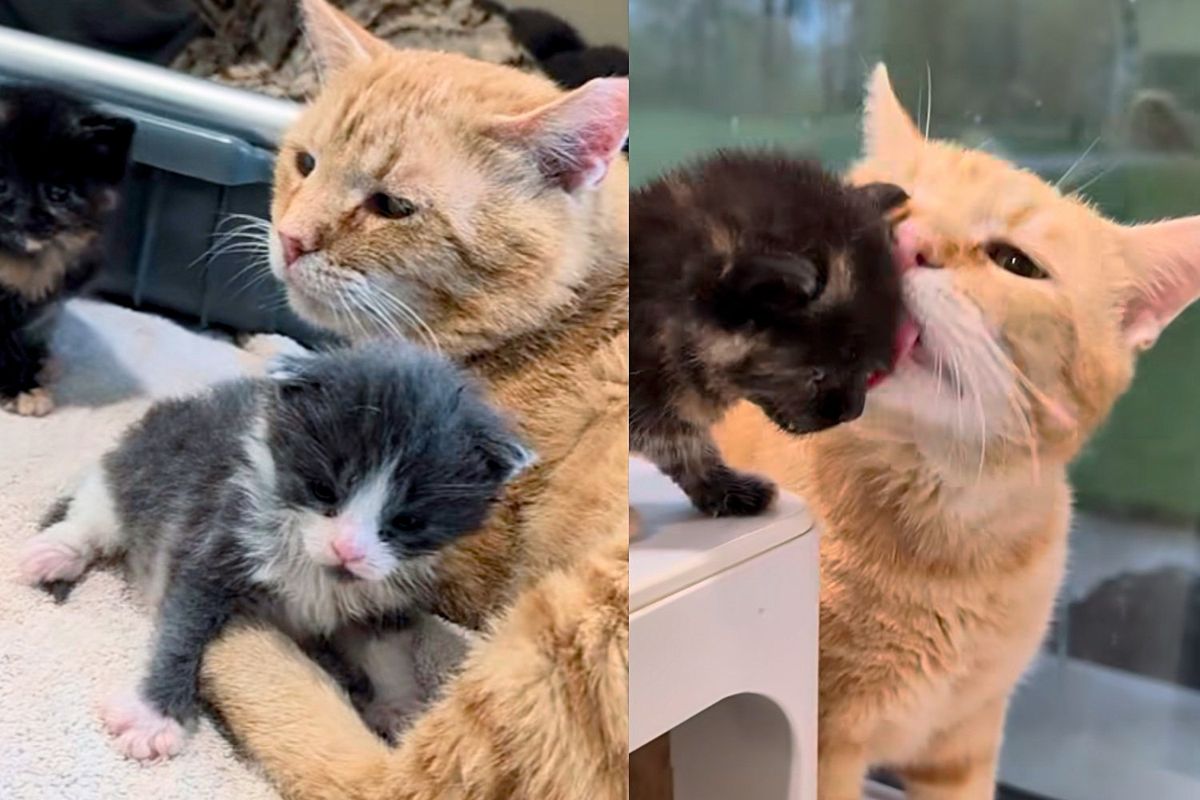 Cat Turns on 'Dad' Mode and Starts Caring for Kittens in Need After Moving Indoors