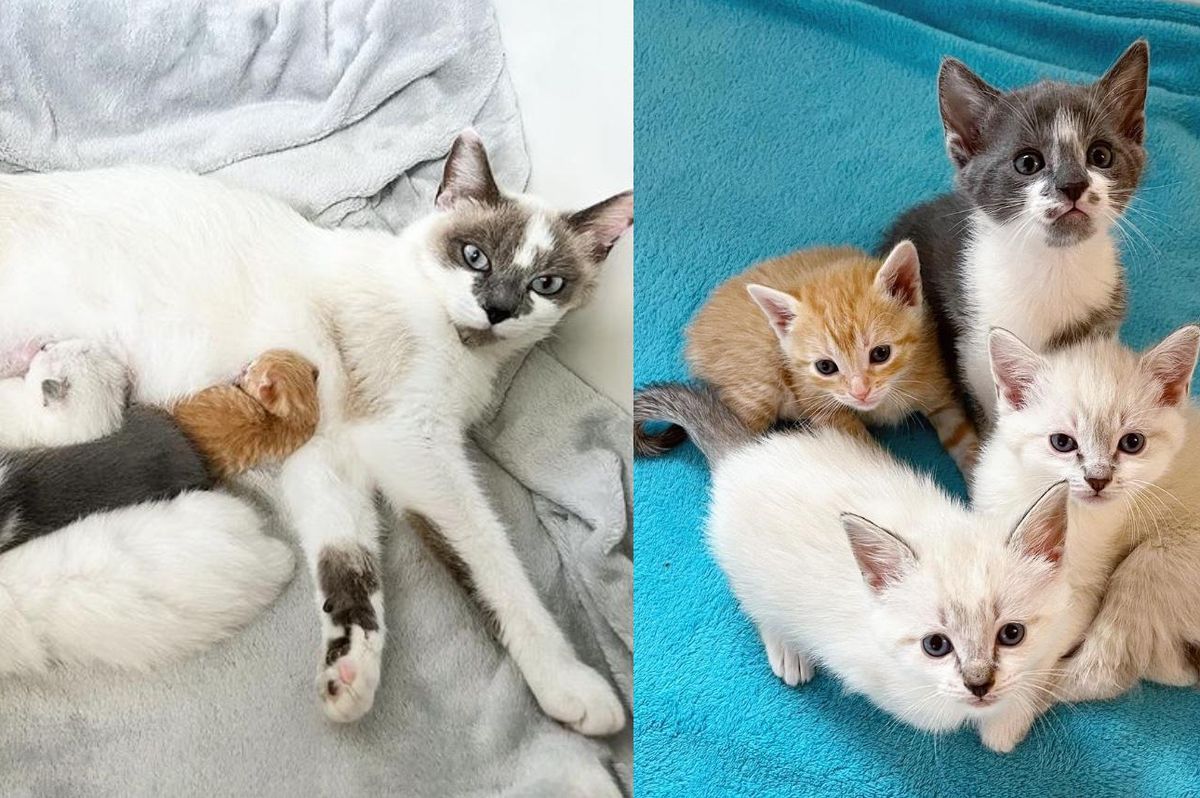 Cat Takes in Hours-old Kitten As Her Own 10 Days After She Has Her Litter of Three