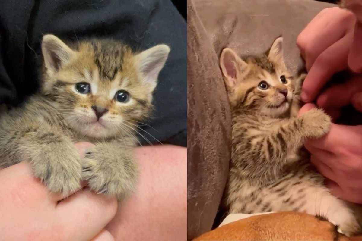 Kitten Decides to Be Raised by Dog After Being Found Alone, and Turns into Affectionate Fluff Ball
