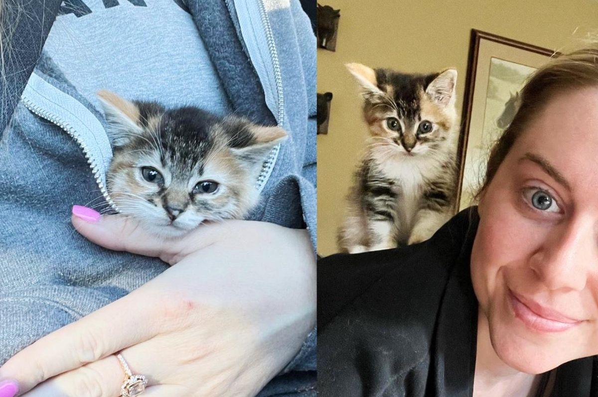 Feral Kitten Turns into an Attention Seeker After She's Given a Taste of Indoor Life