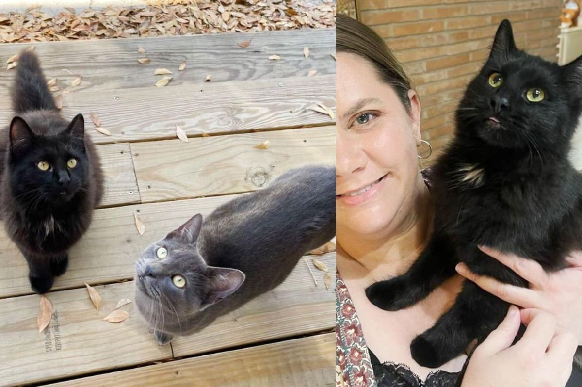Two Kittens Wander Up to a House, Walk into Carriers and Ready to Leave the Streets Behind