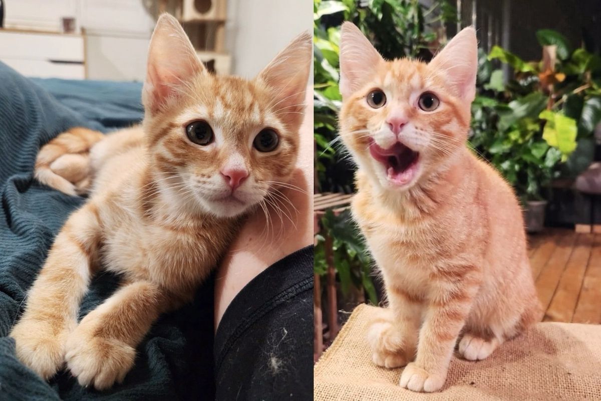 People Help Young Cat Regain Use of Leg Then Watch Him Spring Back on His Own Before Their Eyes