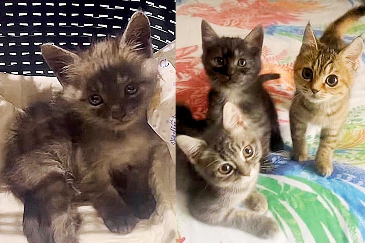 2 Kittens Decide to Trust After Being Rescued, They Even Accept a Lone Kitten from the Street