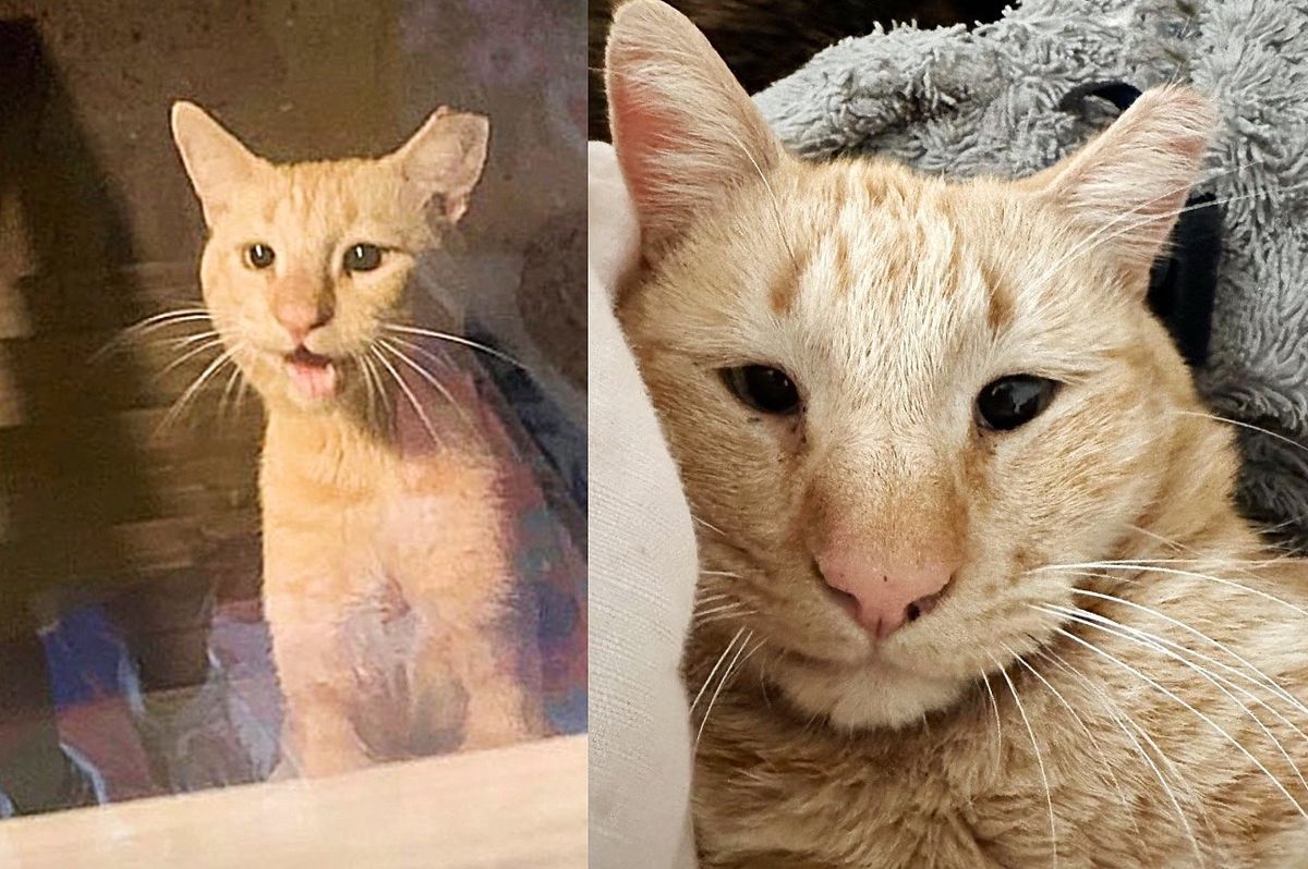 Cat Hangs Out Outside a House Every Day Until He Sets Paw Indoors, Being Held in Loving Arms