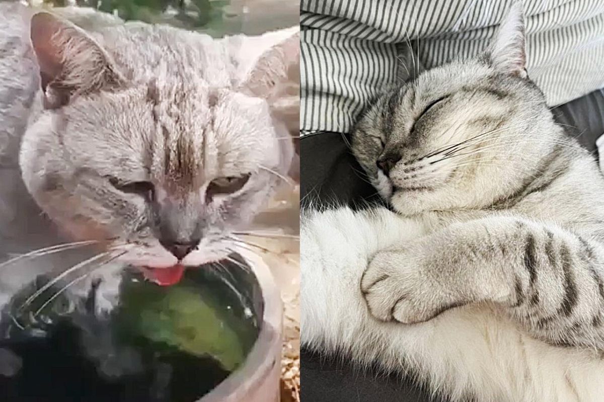 Cat Walks into Water to Cool Down and is So Relieved When Kind People Come to Help Her